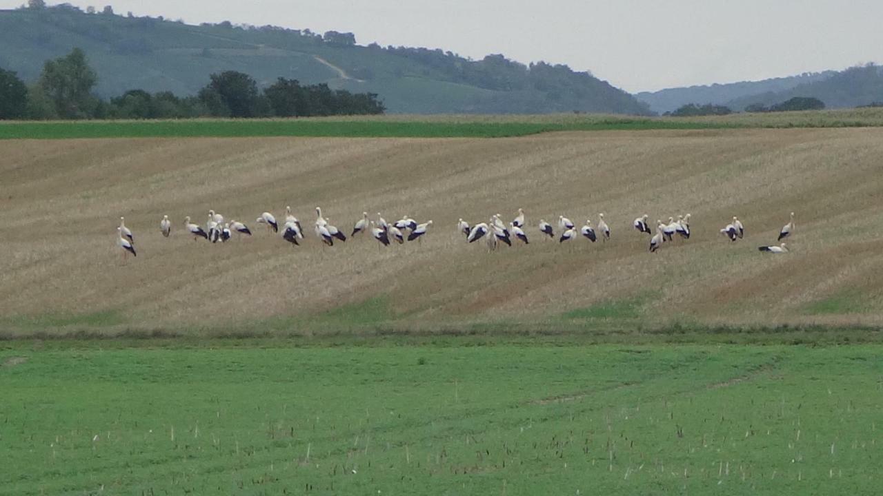 Gite Le Petit Moulin Rosenwiller Eksteriør billede